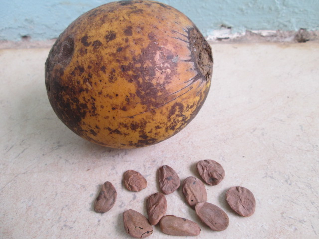 Akuamma Seeds